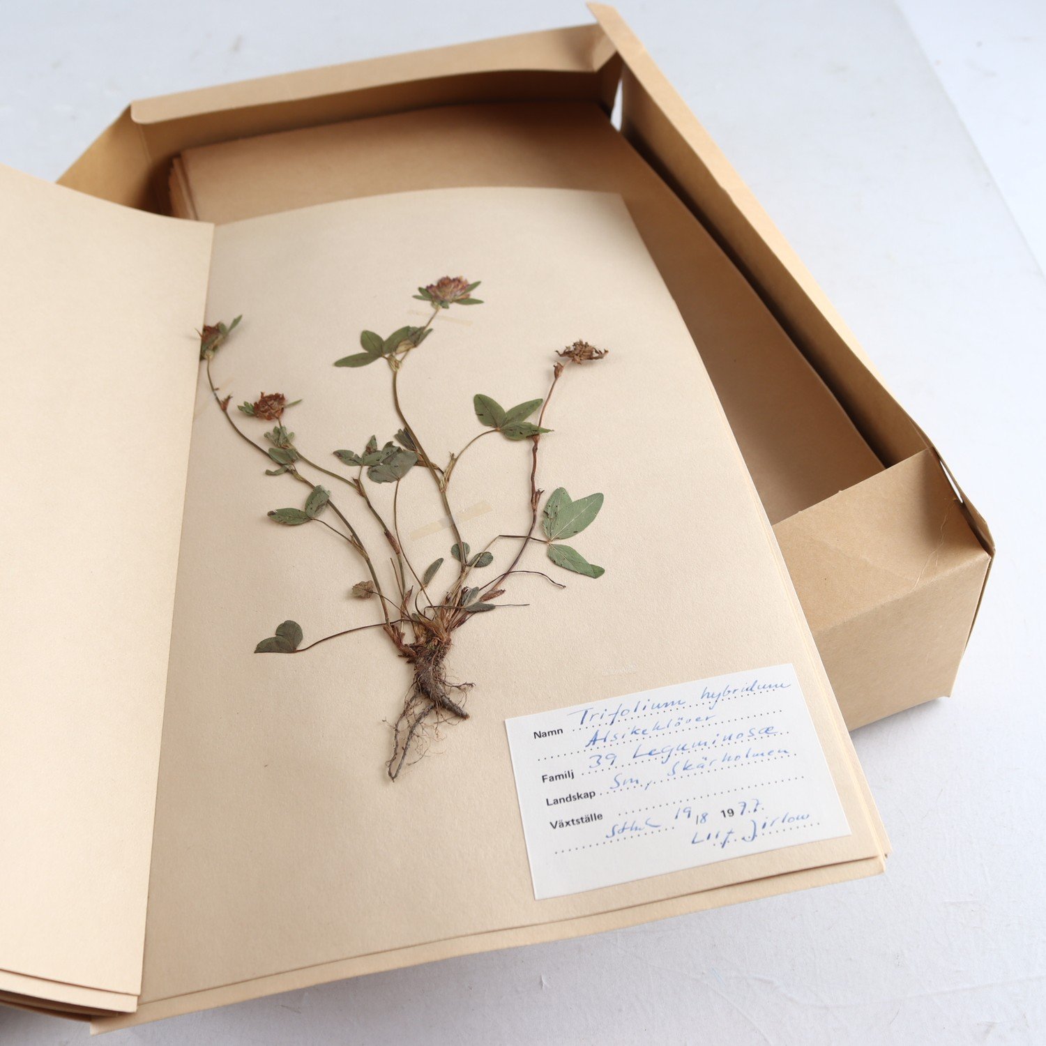 Herbarium. Samfraktas ej.